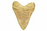 Serrated Fossil Megalodon Tooth From Indonesia - Top Quality #312831-2